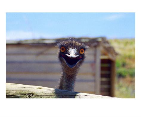 a emu