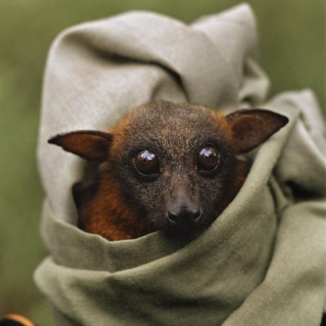 Flying Fox Bat