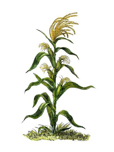 Maize, or Indian Corn Plant Giclee Print at Art.c