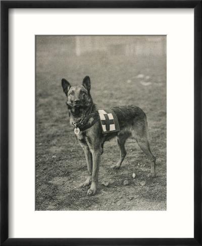French Malinois