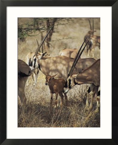 Oryx Frame