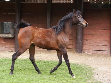 Arabian Horse Trotting