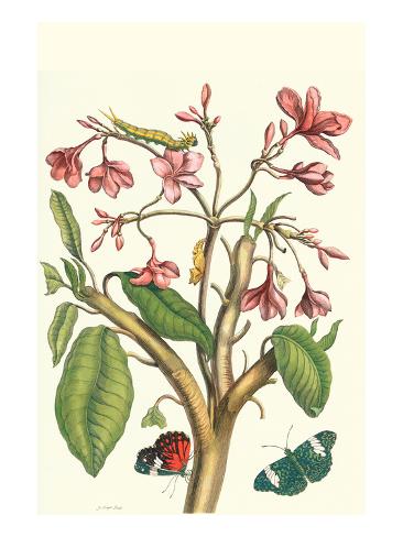 Red Cracker Butterfly
