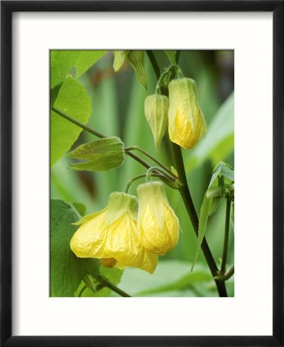 abutilon canary bird