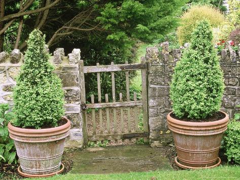 Wood Wall  on Small Wooden Gate In Stone Wall  With Cone Buxus  Box  Topiary In