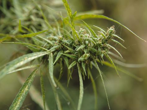 culture cannabis one bud