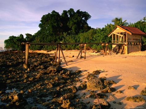 Turtle Shed