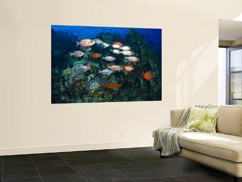 John Reef
