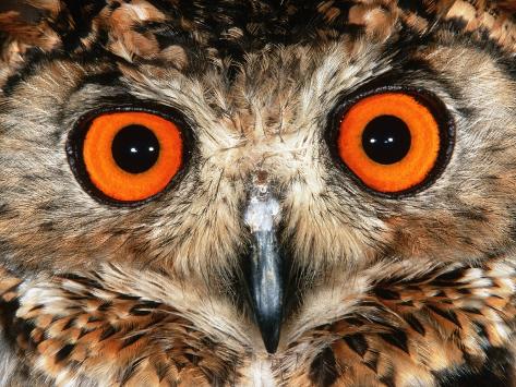 Owl Eyes Art