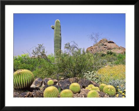 Phoenix  on Garden  Phoenix Usa Pre Made Frame By Martine Mouchy At Art Co Uk