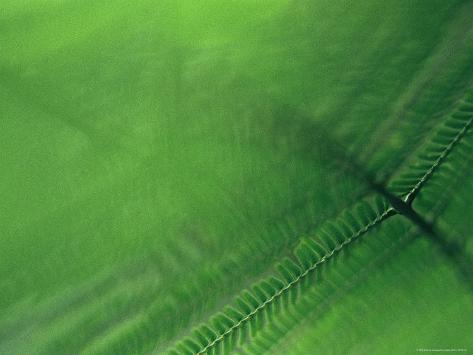 Leaf Patterns Posters, Leaf Patterns Prints, Art Prints, Poster