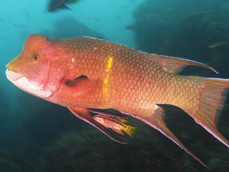 Big Hogfish
