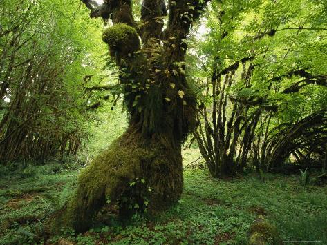 forest setting
