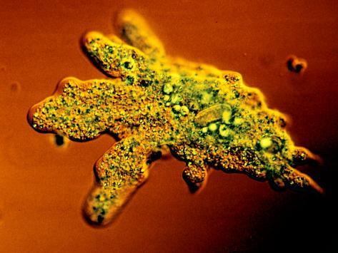 Protozoa Amoeba