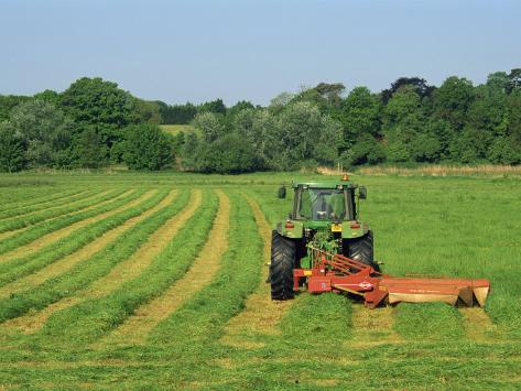 Tractors Cutting Silage