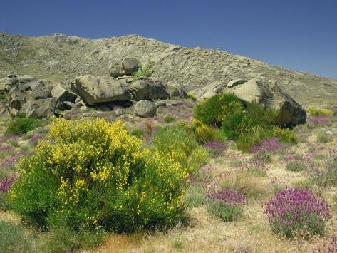 arid landscape design