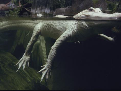 Rare White Alligator