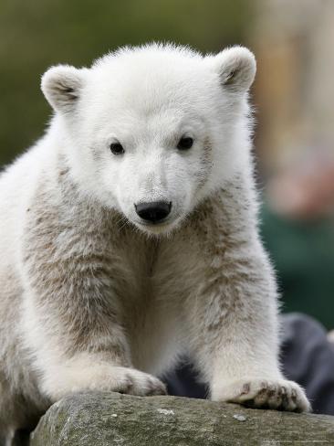 Bear Cub Symbol