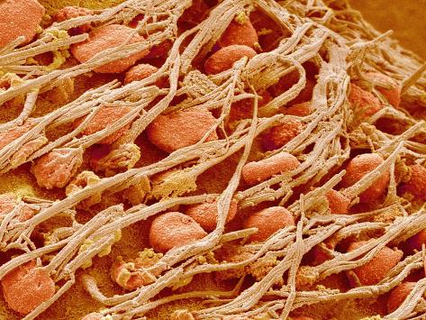 cilia in ear