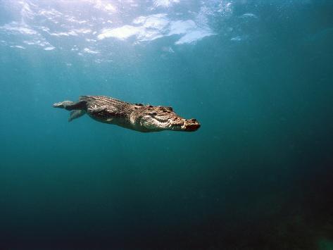 http://imgc.artprintimages.com/images/art-print/mike-parry-minden-pictures-saltwater-crocodile-crocodylus-porosus-swimming-underwater-oro-bay-papua-new-guinea_i-G-61-6139-W37G100Z.jpg