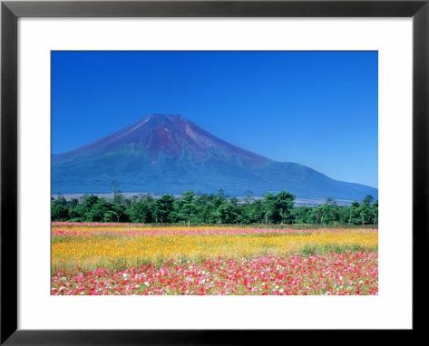 Flower Delivery Japan on Mt Fuji And Cosmos Flowers Oshino Yamanashi Japan Pre Made Frame