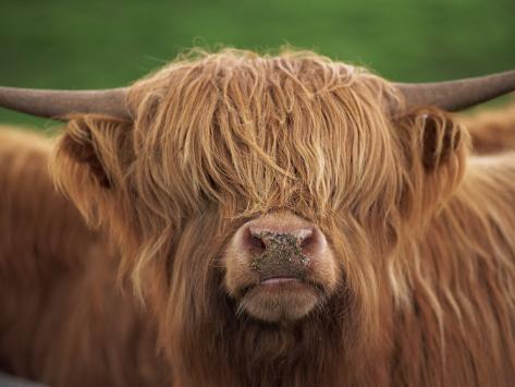 cow looking up