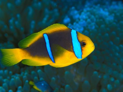Vibrant Fish