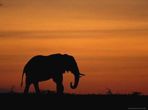 African Art Silhouette