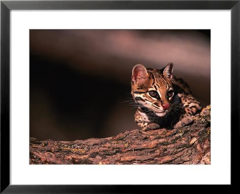 Are Ocelots Endangered