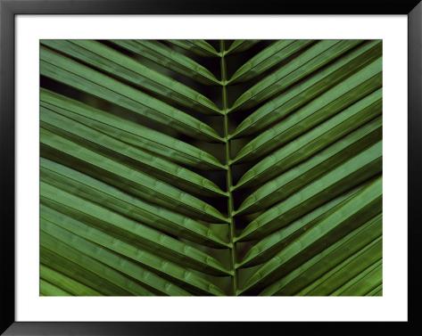 frond pattern