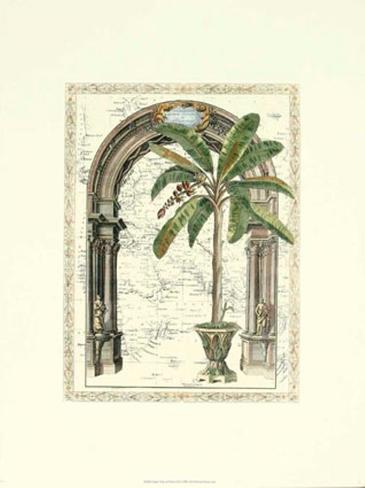 peace palm tree