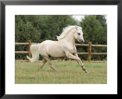 palomino galloping
