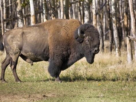 Buffalo Alaska