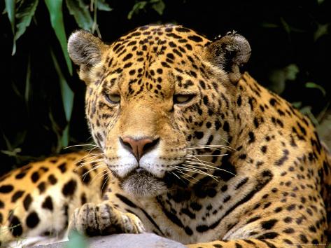 Amazon Jaguar