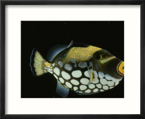 Spotted Triggerfish