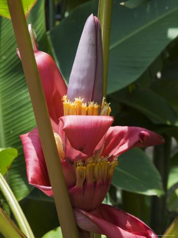 central american flowers