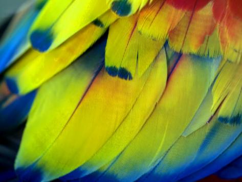 tropical feathers