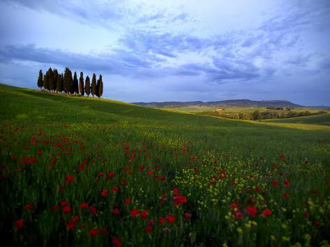 Cypress And Wheatfield