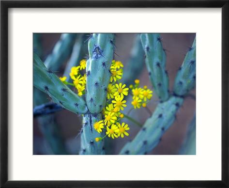 cholla bush