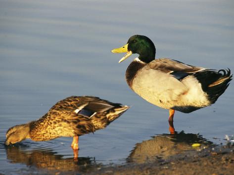 Mallard Duck Paintings
