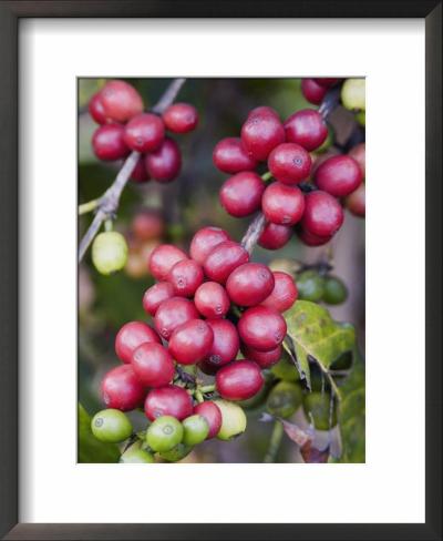 Kona Coffee Shop on Ripe Coffee Berries  Kona Joe S Coffee Plantation  Kona  Hawaii Framed