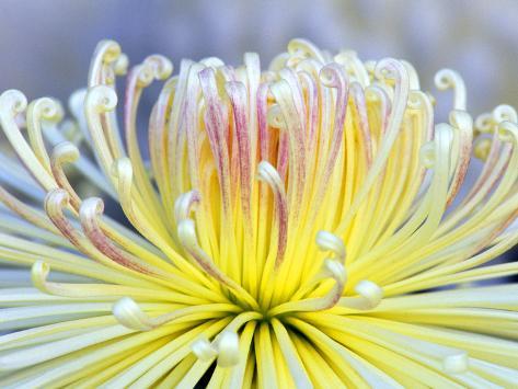 Chrysanthemum, Asakusa, Tokyo, Japan Photographic Print by Rob Tilley 