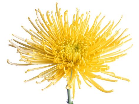 Yellow Fuji
