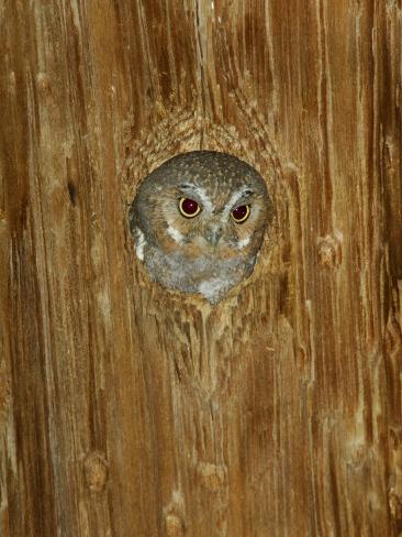 elf owl nest