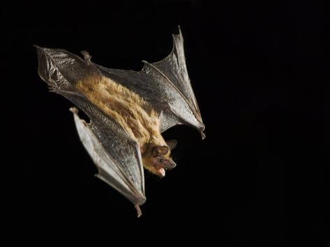 Bat At Night