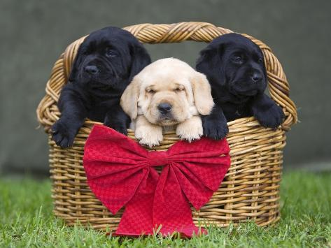 Yellow Retriever Puppies