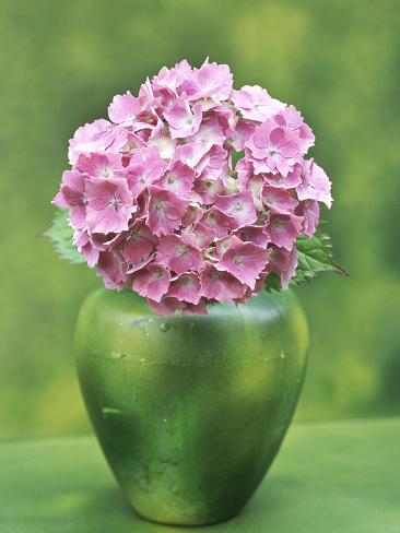 Single Flower Arrangements