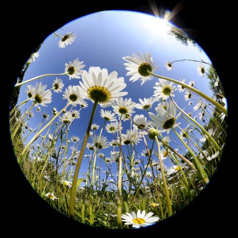 Fish Eye