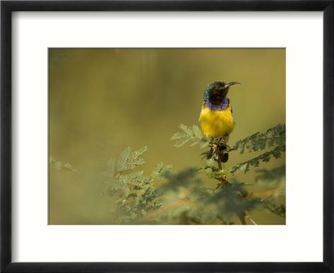 african sunbird