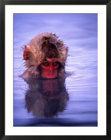 Bathing Monkeys Japan